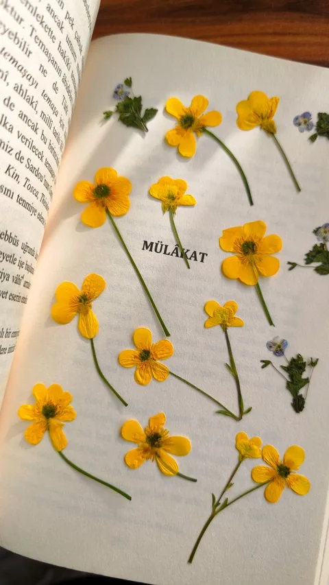 Раскрытая книга с засушенными лепестками цветов на страницах